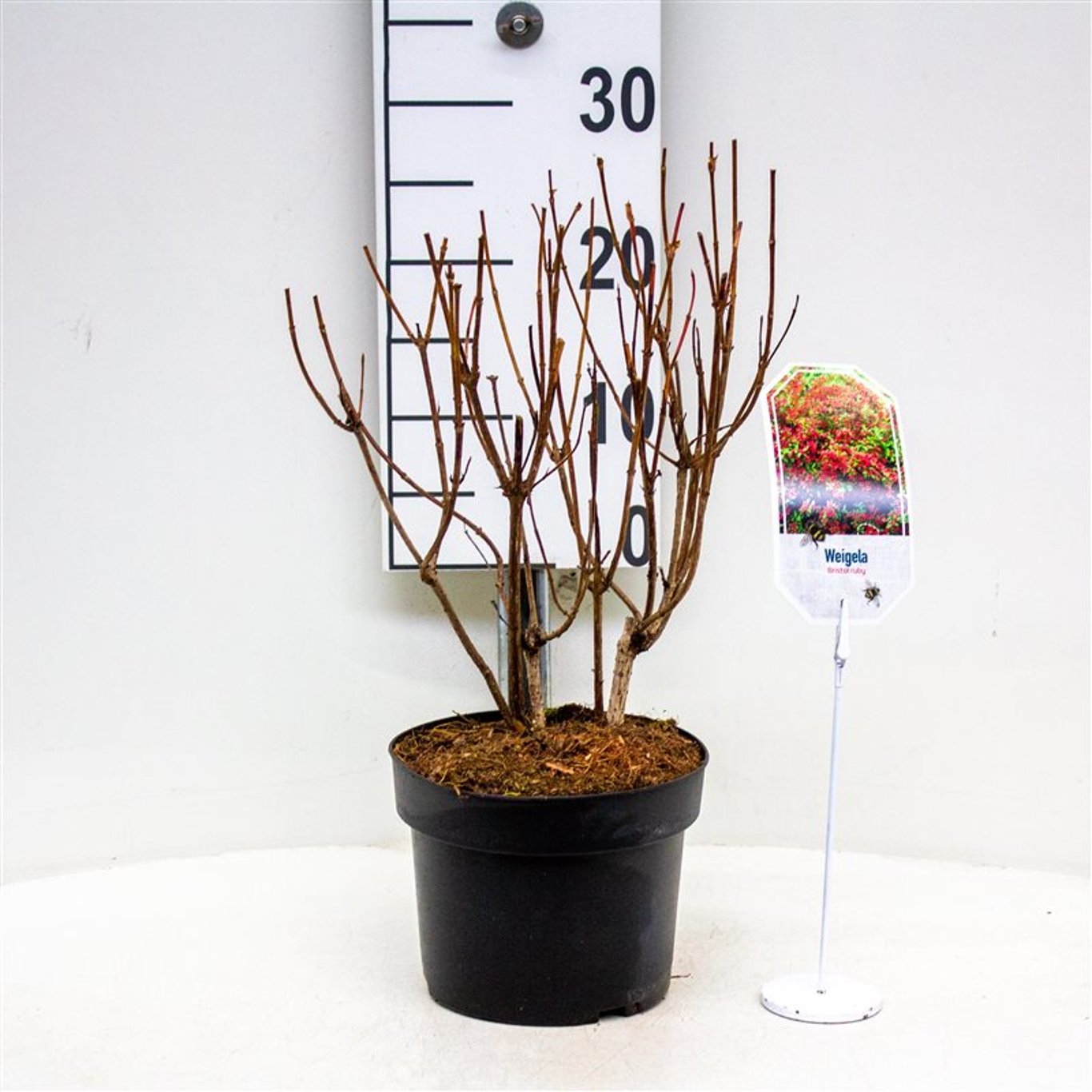 Weigela 'Bristol Ruby' - C3 30-40 CM